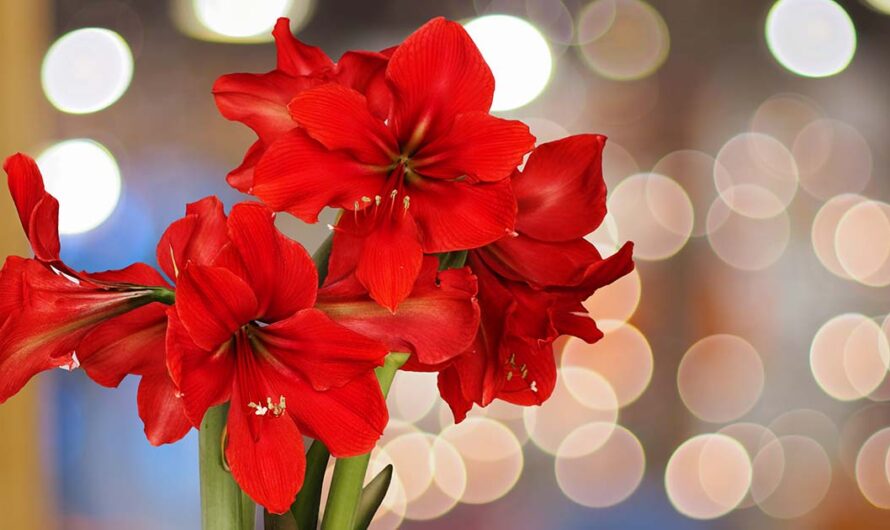 Use Giant Amaryllis Flowers on Your Holiday Table